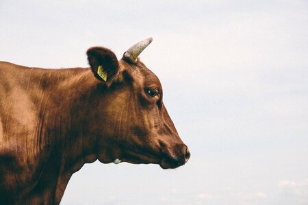 Side View of Brown Cow photo