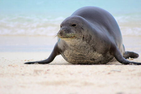 Endangered Hawaiian monk seal photo
