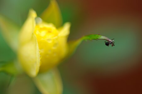 Black spider happiness rose bud photo