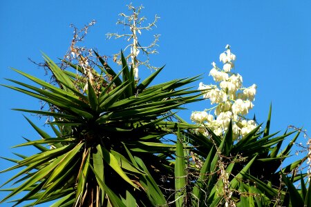 Botanical leaves pointed