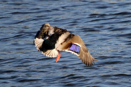 Duck in Flight
