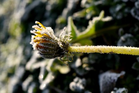 Cold dandelion frost