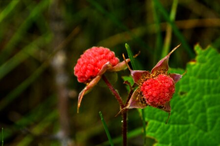 Red wild berries fruit photo