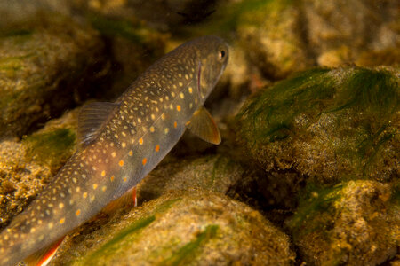 Dolly Varden-3