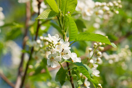 spring flowers