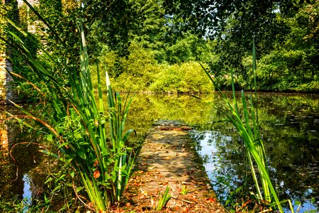 Beautiful Photo environment flora