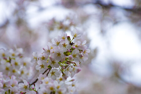 49 Cherry tree