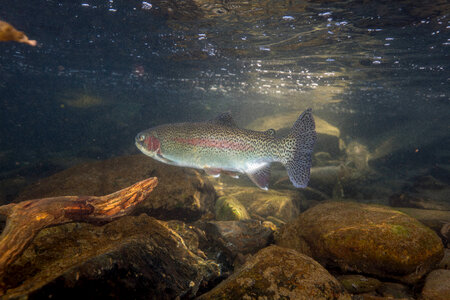 Rainbow trout-1