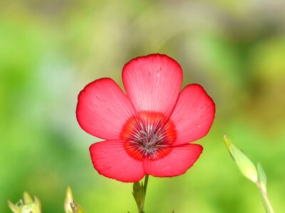 Bloom flower red