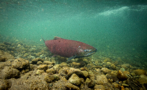 Chinook salmon-1