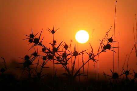 Grass red sky