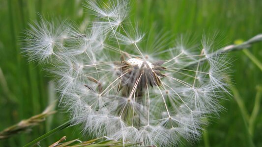 Beautiful Flowers blossom dandelion photo