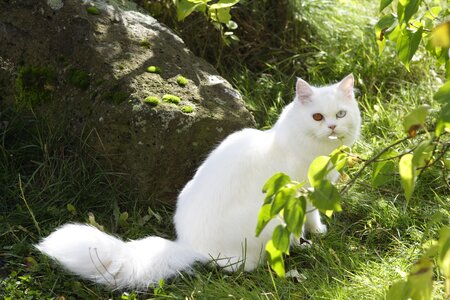 Sweet dear persian cat photo