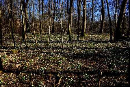 Spring flower blossom bloom photo