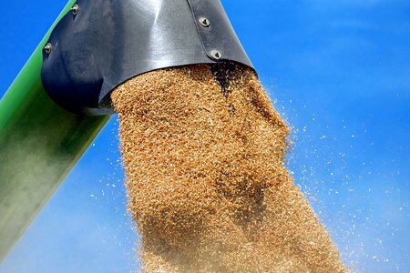 Agriculture grain harvest