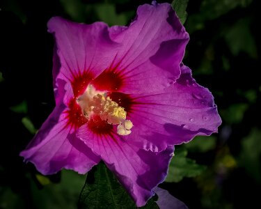 Purple nature floral