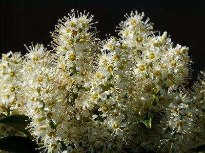 Bloom white plant