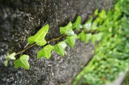 Forest nature stone