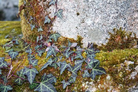 Leaf green foliage photo