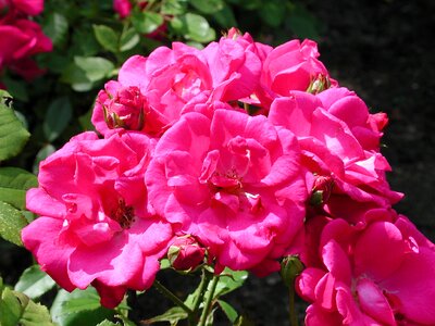 Rose bush flowers garden