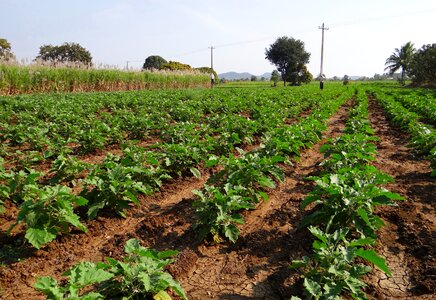 Field agriculture agricultural photo