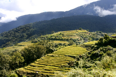 Terraced Farmland in Bhutan