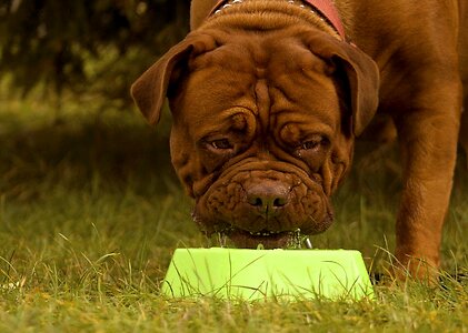 Dogue background bulldog