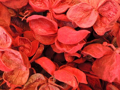 Nutshell red dried