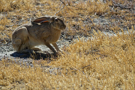 Black-tailed jack rabbit photo
