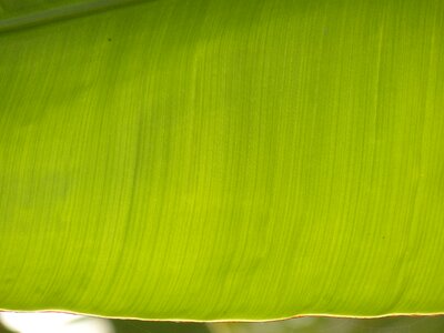 Shine through tropical exotic