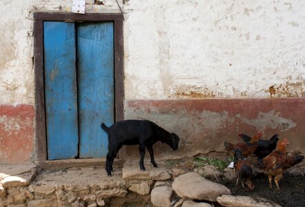 Blue door rooster