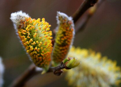 Beautiful Photo blooming blossom photo