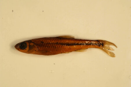 Notropis scabriceps-2