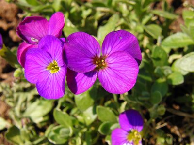 Bloom violet purple photo