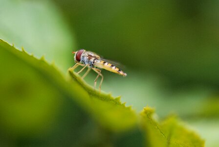 Wildlife bug small