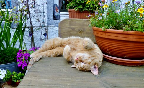 Sleep garden table lazy photo