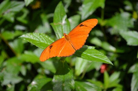 Bug bright fly