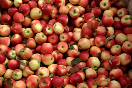 Group of red apples with their leaves