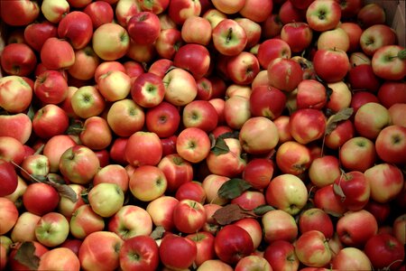 Group of red apples with their leaves photo