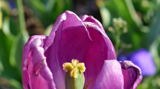 Detail pistil pollen photo