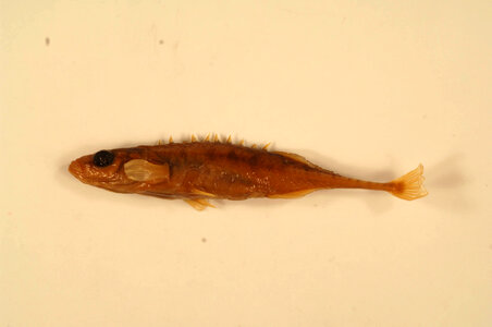Pungitius pungitius-2