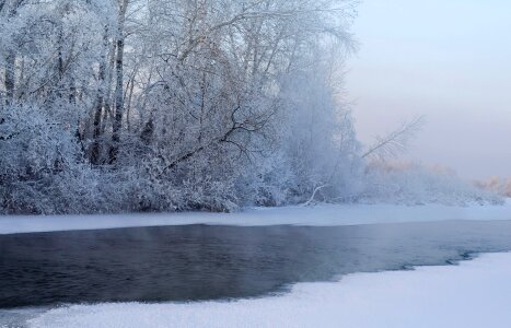 Nature forest sun photo