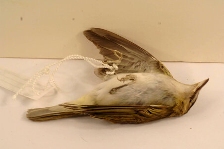 Vireo olivaceus