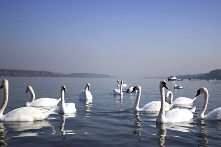 Beautiful white swim