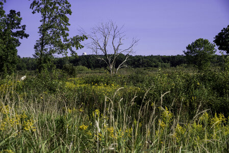 Trees and Wild Grasses at Cherokee Marsh photo