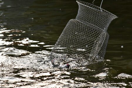 Cage catch fishing photo