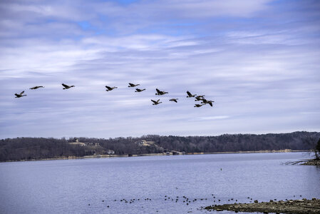 Geese flying over Pickwick Lake photo