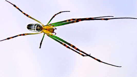 Animal arthropod biology photo