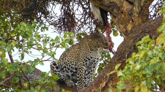 Jaguar animals tree photo