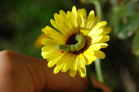 Bug green flower